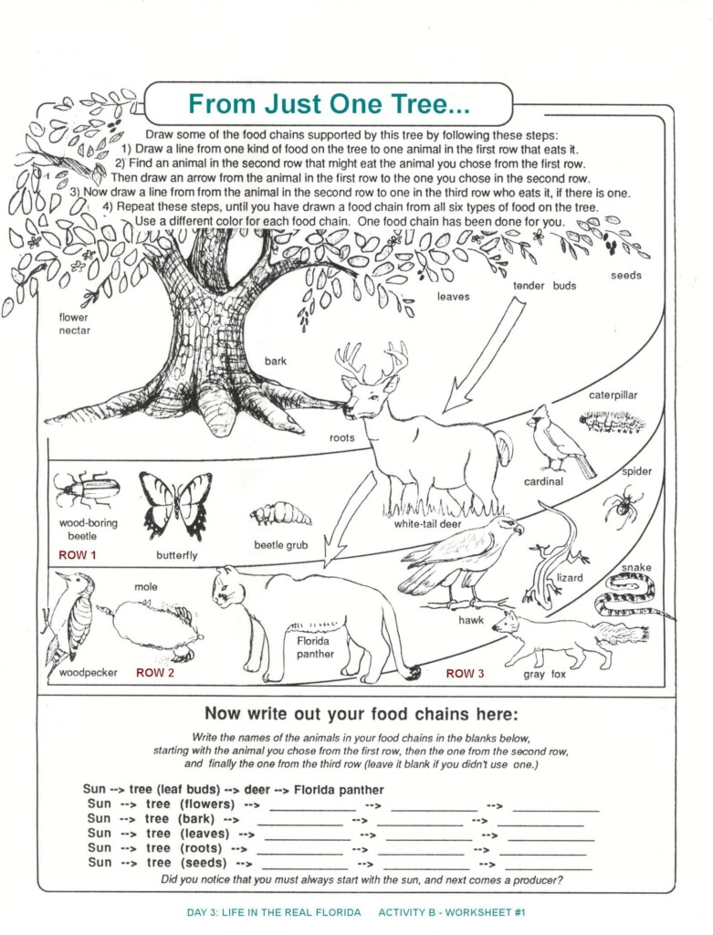Free Printable Ecosystem Worksheets Pdf Printable Worksheets