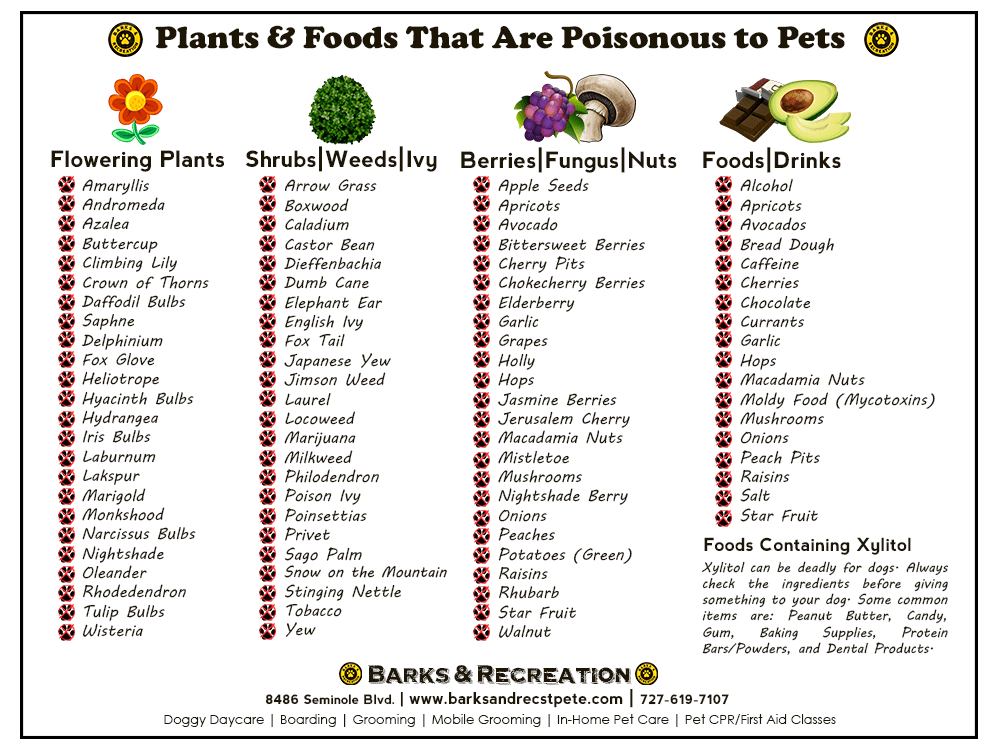 Free Printable List Of Toxic Foods For Dogs While These Foods May Be 