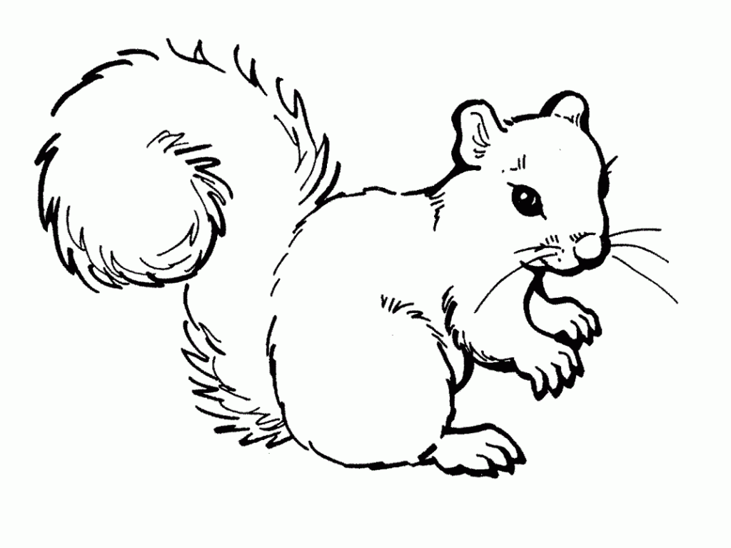 Free Printable Squirrel Coloring Pages For Kids