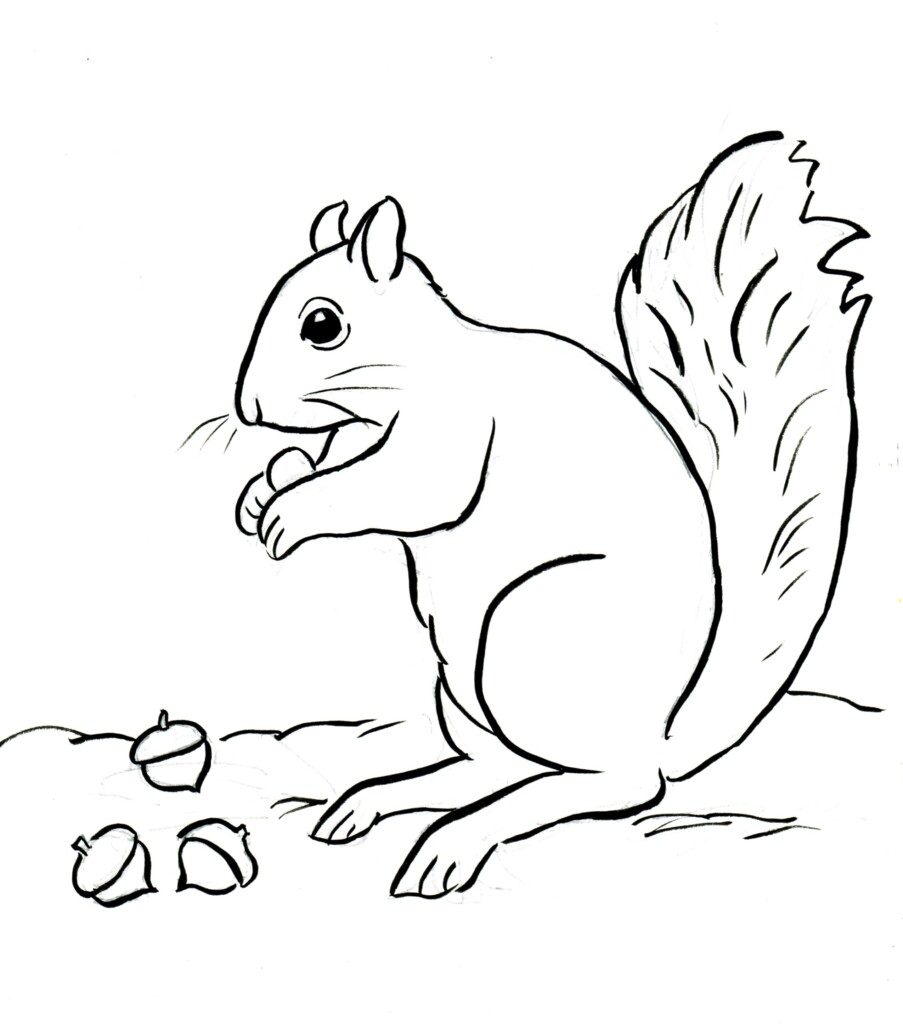 Printable Squirrel Coloring Page