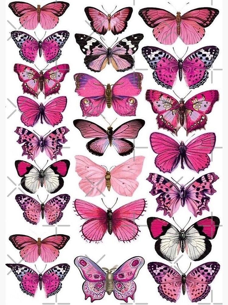  quot pink Butterfly quot Poster For Sale By Bixchurse Butterfly Drawing 