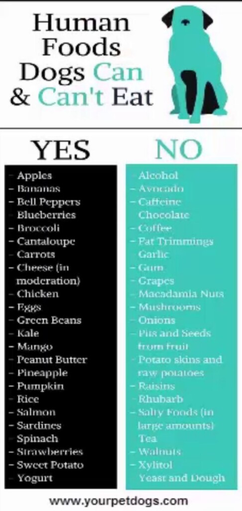 Toxic Foods For Dogs Printable Printable Sight Words List